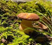 Mushroom Walk with Chris Baker, The Chicory Naturalist