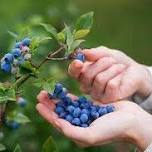 U-Pick: Blueberries