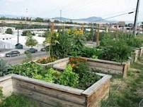 Cruse Overlook Community Garden 2024