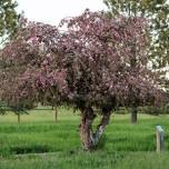 High Plains Arboretum Spring Walk