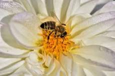 Meet the Bees! Beekeeping and Candle Making for Kids