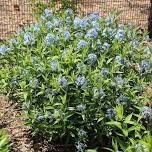 Amsonia for Every Garden: Section B