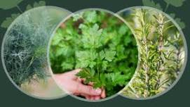 Kitchen Gardening