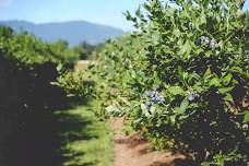 Pacific Northwest Organic Center Organic Field Day