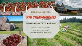 Pick Your Own Strawberries at Brooklands Farm