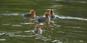 Spring Birding Walk