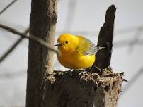 Breeding Birds & Summer Nature Walk with Erich Baumgardner