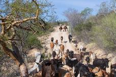 Cattle Roundup at Rancho Cacachilas — Rancho Cacachilas - Adventure Vacations in Baja California Sur, Mexico