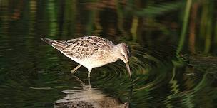 Jamaica Bay Summer Shorebirds & More