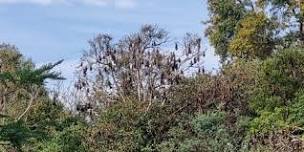 Walk & Talk: Bairnsdale Flying Foxes