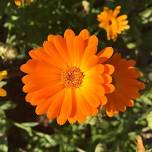 Herbal medicine workshop with Roberta @ RHS Garden Rosemoor