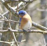 Mindful Birding with Molly Adams of the Feminist Bird Club