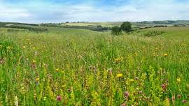 Seed Collecting At Red Hill Nature Reserve