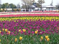 Inashiki Tulip Festival