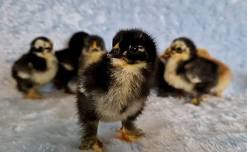 Chick Event