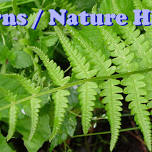 Lake Erie State Park - Ferns / Nature Hike