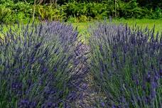 Angels Rest First Annual Lavender Fest