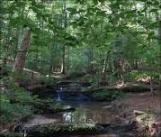 Pickett's Mill Battlefield forest hike