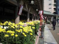 Yushima Tenjin Chrysanthemum Festival