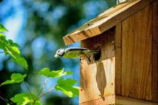 Bird Beak Buffet