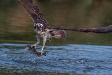 Osprey Photography Hide Workshop 2024