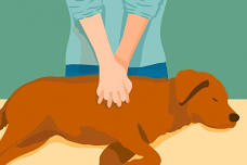 Pet First Aid & CPR Course