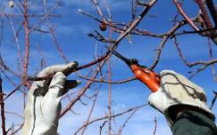 Summer Pruning and Tree Care