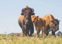 Father’s Day Baby Bison Walk