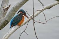 Mother's Day Bird Walk