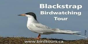 Blackstrap Birdwatching Tour