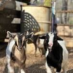 Baby Goat Snuggles & Shenanigoats