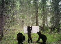 Micro and Macro of the Boreal Forest: Greg Allen and Jeff Meldrum