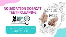 Pet Teeth Cleaning -  Parksville