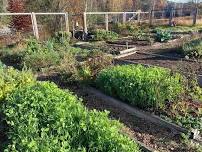 Morning in the Garden - Warrensburgh Community Garden