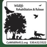 Wild Life Rehab And Rescue