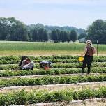 Strawberry Picking