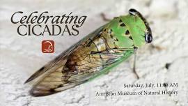 Celebrating CICADAS!