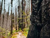 Guided Walk: Big Basin: Yesterday, Today, and Tomorrow