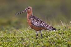 Summer Waders Guided Walk