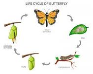 STEAM at the Library: Life Cycle of Butterflies