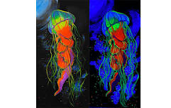 Black Light Jellyfish