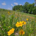 Stroll with a Naturalist: Prairie Flowers