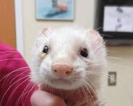 Oxford Ferret Rescue Annual Fundraiser