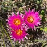 Nebraska Statewide Arboretum to Host Wildflower Week Plant Talk and Guided Hike in Ogallala