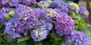 Hydrangea Seminar