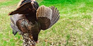 Introduction to Turkey Hunting