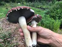 Gardening with Mushrooms