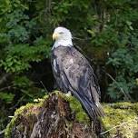 The Bald Eagle: the national symbol nesting near you