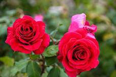 Iowa Rose Society's Annual Rose Show