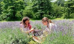 Lavender uPick Days at Lookout Lavender